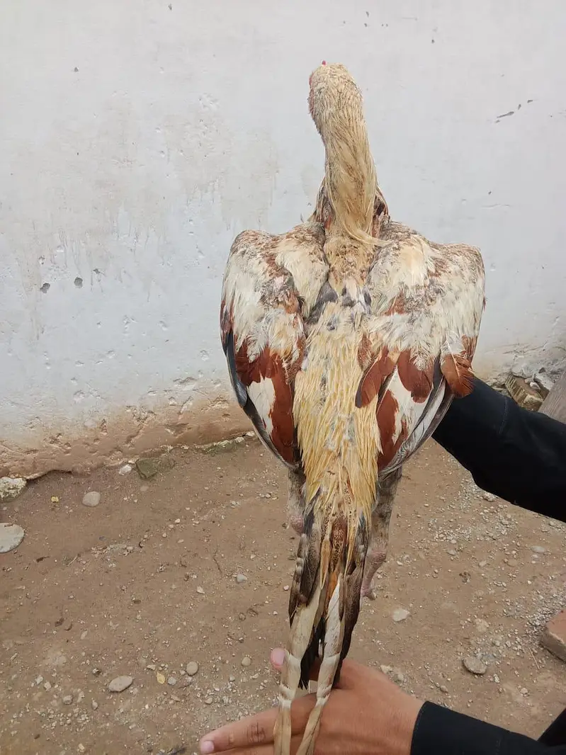 Mianwali Cross Gadra Hen /10 Months / Healthy & Active/ Rawat Islamaba — photo 4