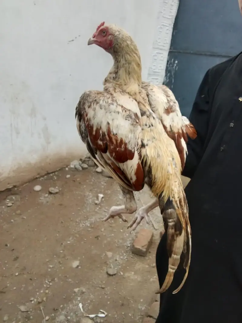 Mianwali Cross Gadra Hen /10 Months / Healthy & Active/ Rawat Islamaba — photo 5