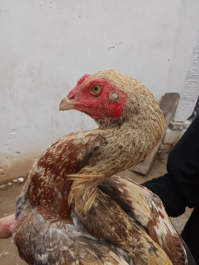 Mianwali Cross Gadra Hen /10 Months / Healthy & Active/ Rawat Islamaba — photo 6