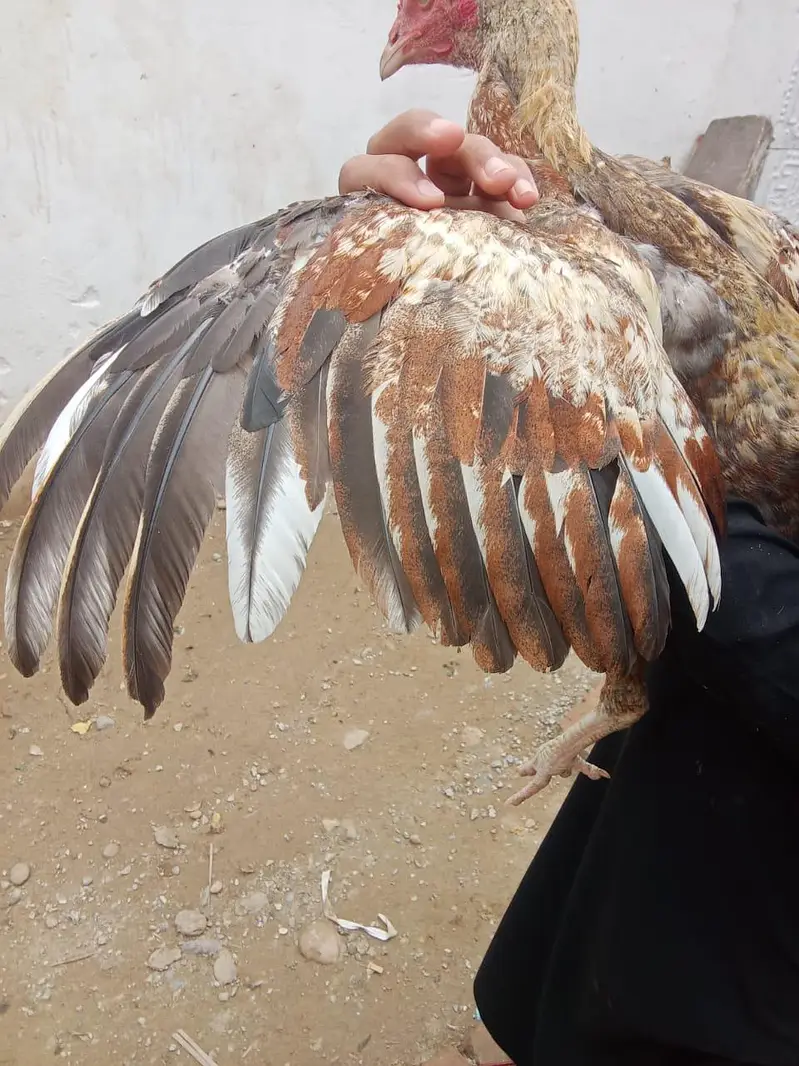 Mianwali Cross Gadra Hen /10 Months / Healthy & Active/ Rawat Islamaba — photo 7