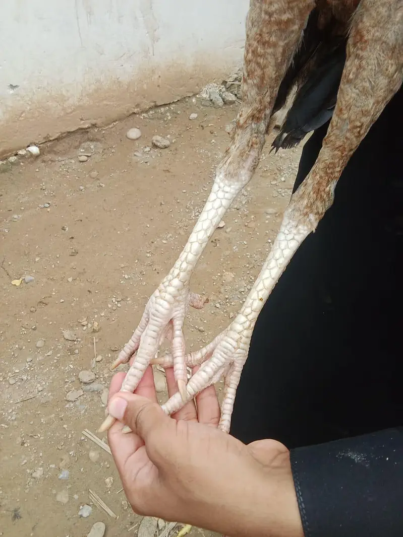 Mianwali Cross Gadra Hen /10 Months / Healthy & Active/ Rawat Islamaba — photo 8