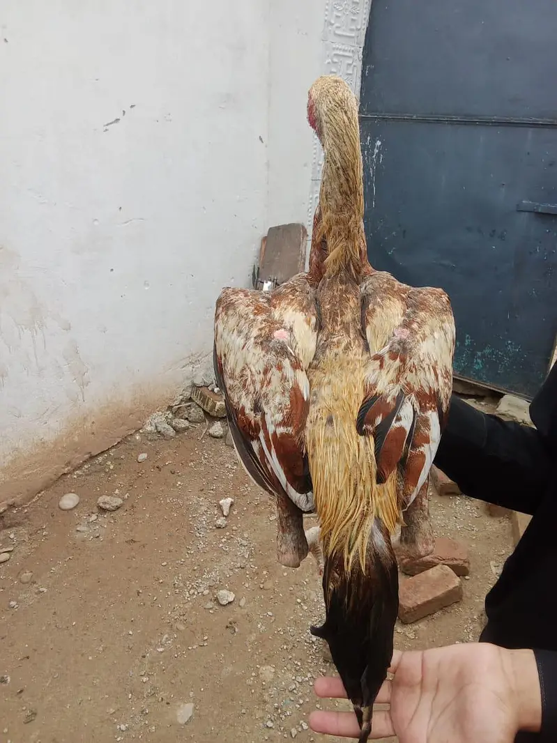 Mianwali Cross Gadra Hen /10 Months / Healthy & Active/ Rawat Islamaba — photo 9