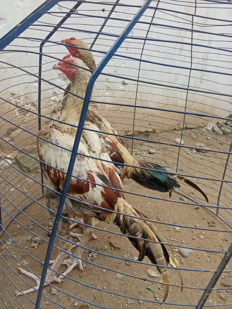 Mianwali Cross Gadra Hen /10 Months / Healthy & Active/ Rawat Islamaba — photo 10