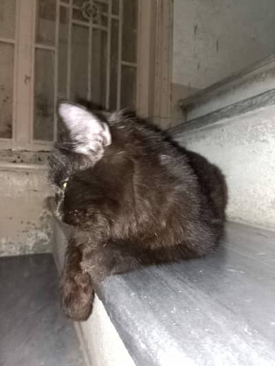 persion kitten. very active kitten in black colour. triple coat.