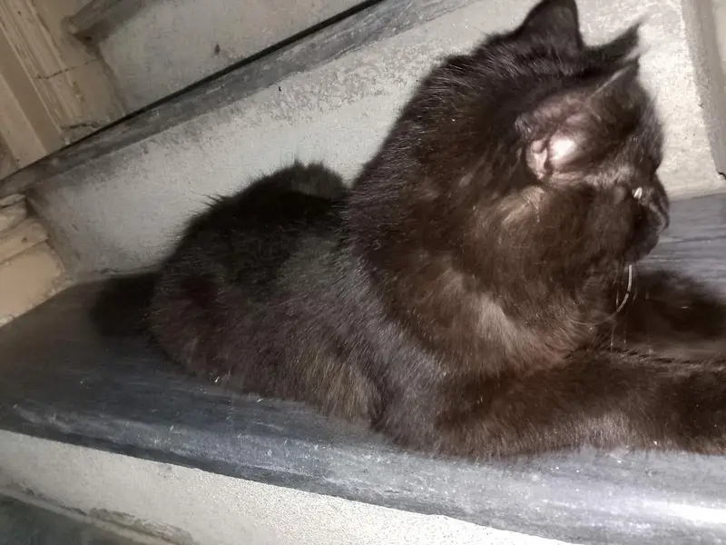 persion kitten. very active kitten in black colour. triple coat. — photo 2
