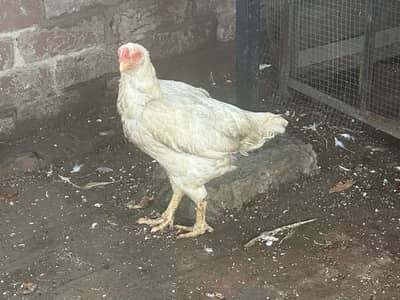 Aseel Heera Female For Sale 0323-4238283