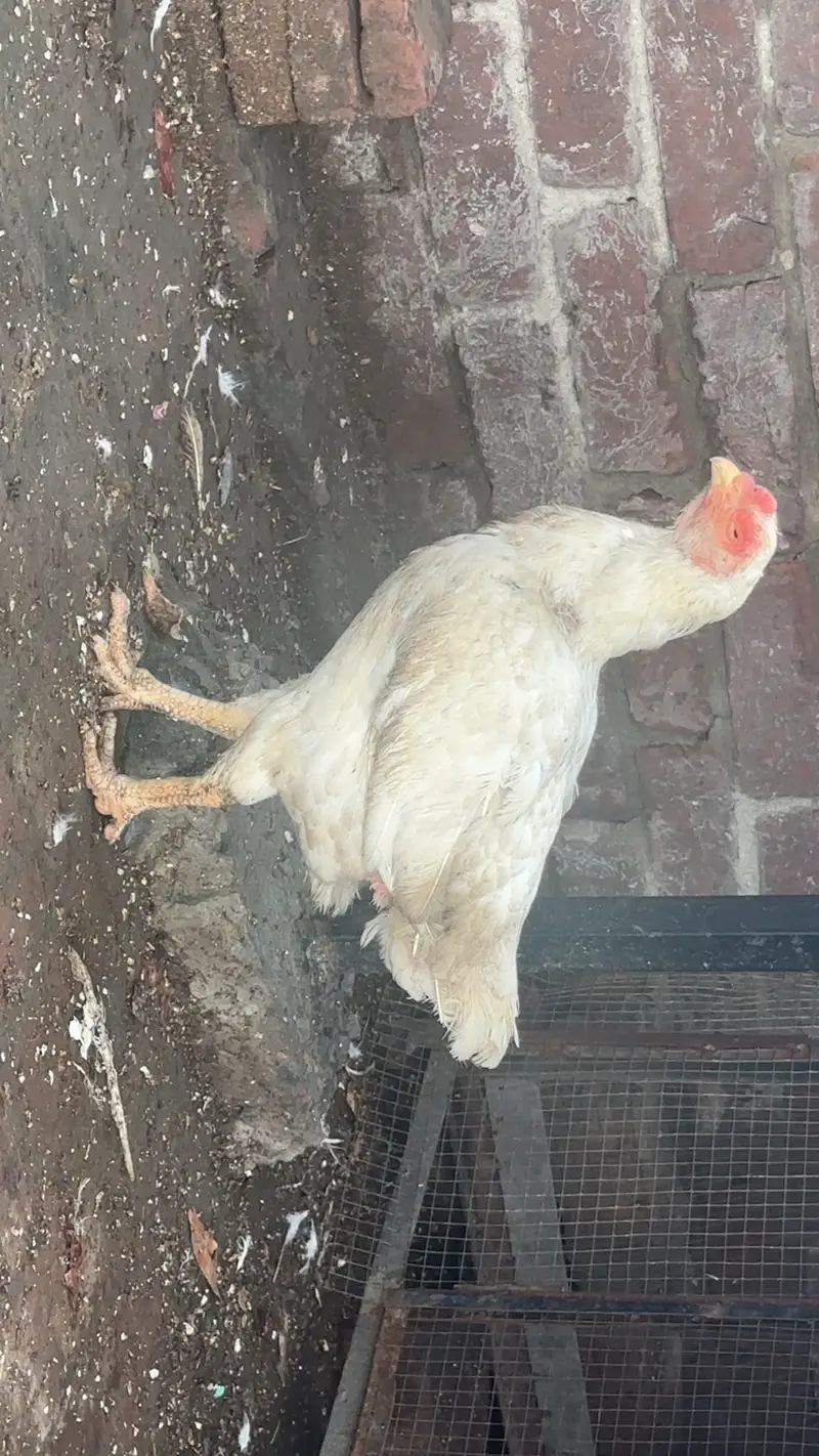Aseel Heera Female For Sale 0323-4238283 — photo 2