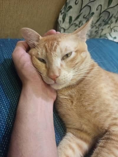 Orange cat for sale