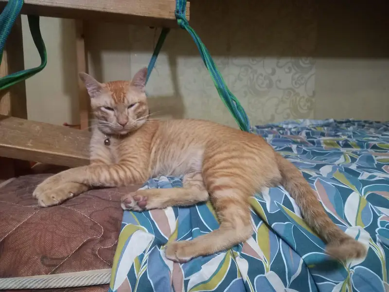 Orange cat for sale — photo 2