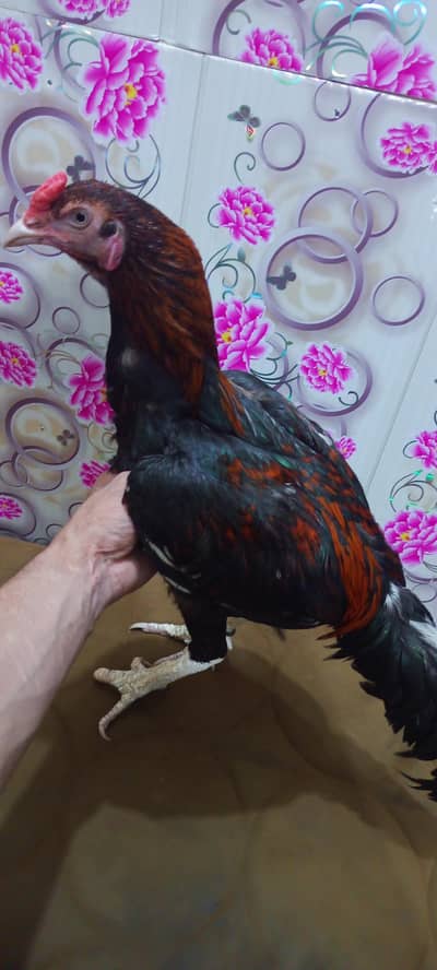 long hight patha for urgent sale