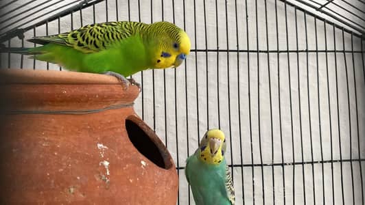 Beautiful Budgies Breeder Pair