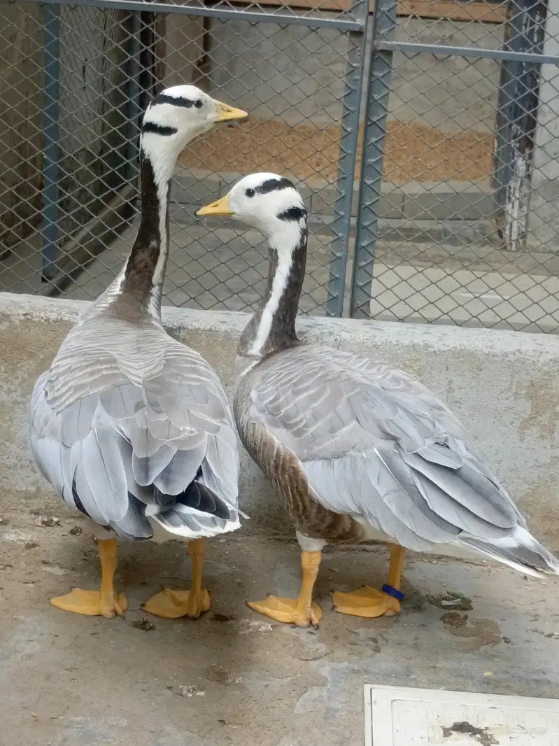 Bar Headed Duck — photo 2