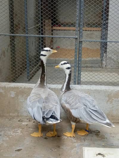 Bar Headed Duck