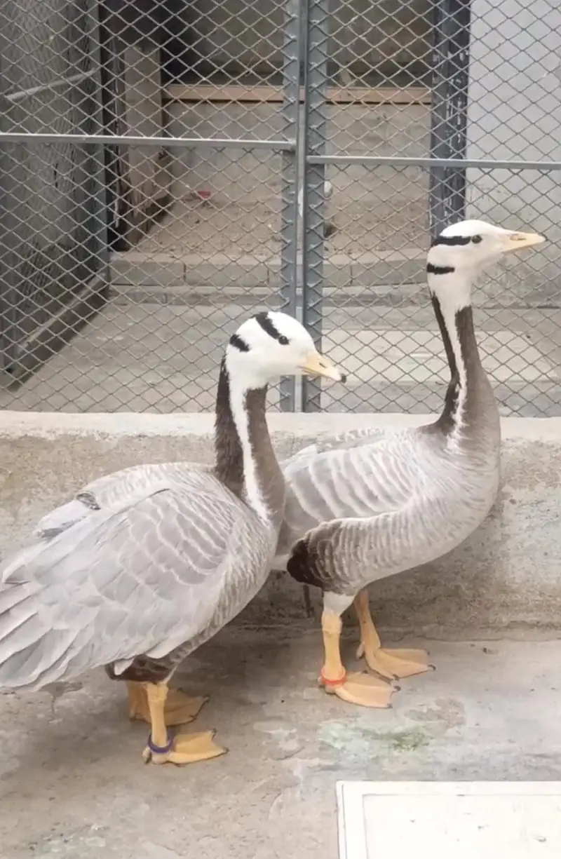 Bar Headed Duck — photo 3