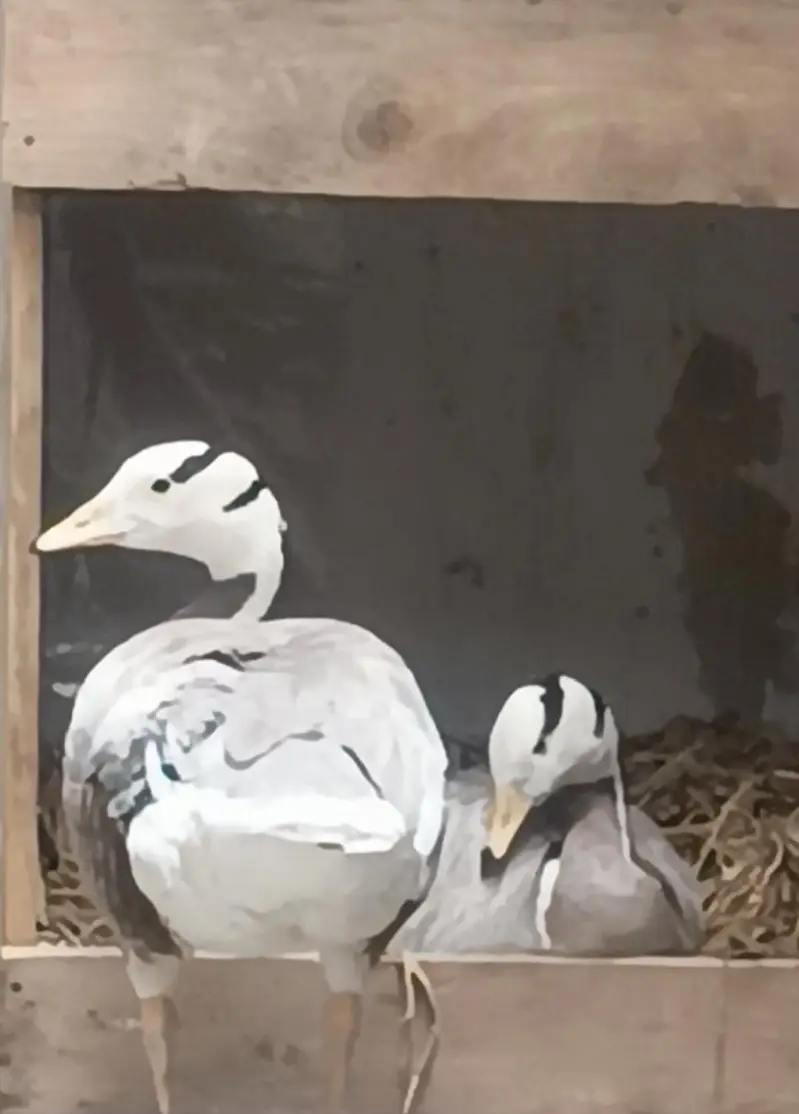 Bar Headed Duck — photo 4