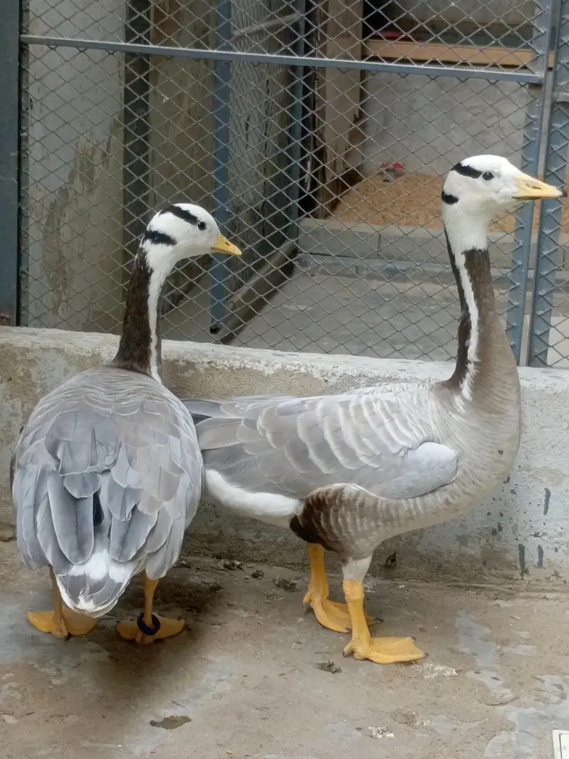 Bar Headed Duck — photo 5