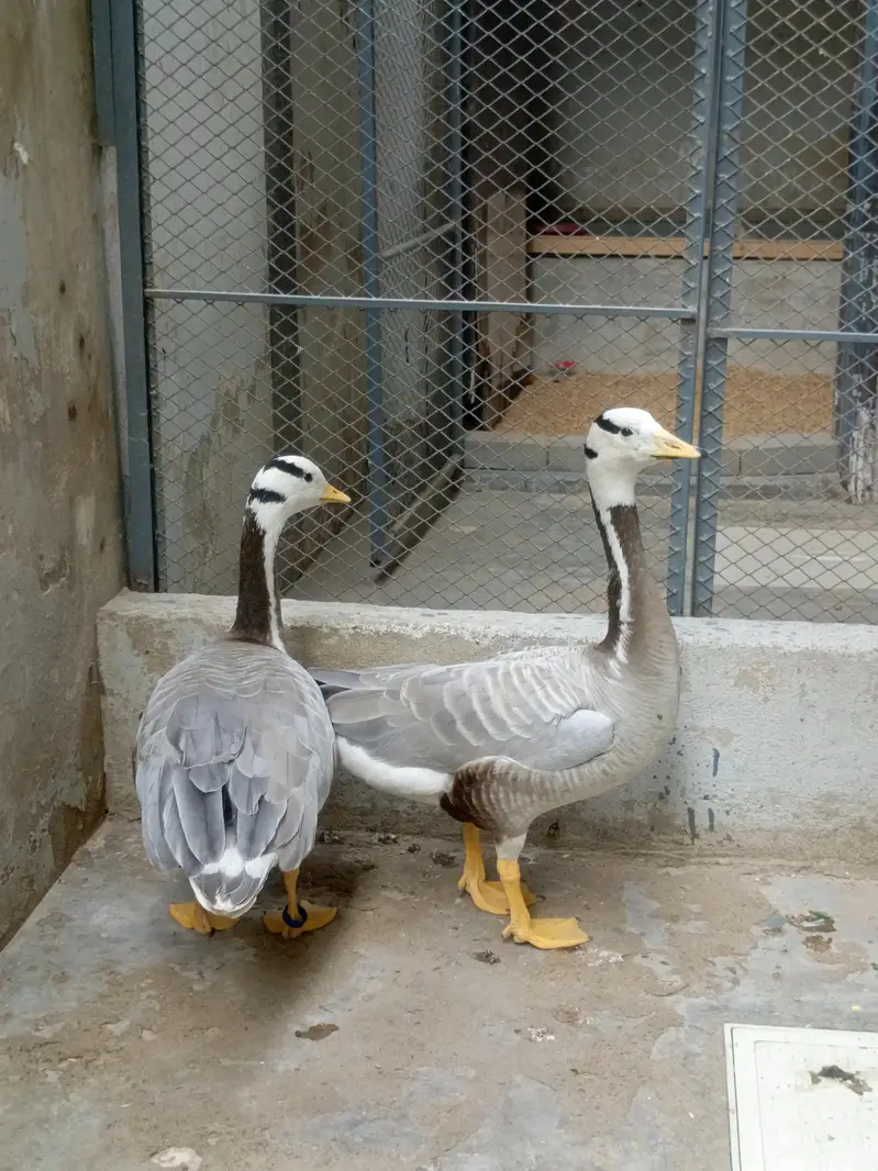 Bar Headed Duck — photo 6