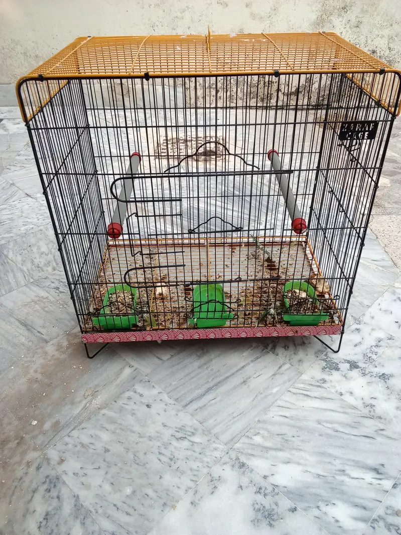 Raw parrot big size cage available — photo 2