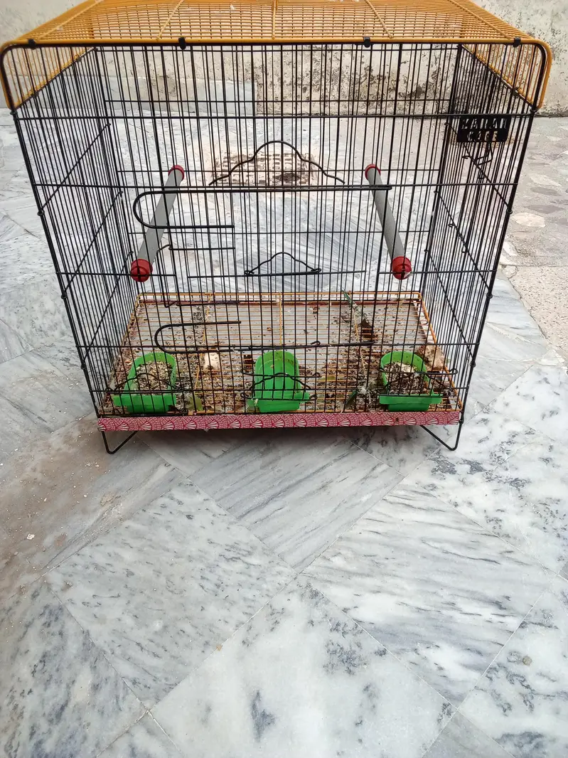 Raw parrot big size cage available — photo 4