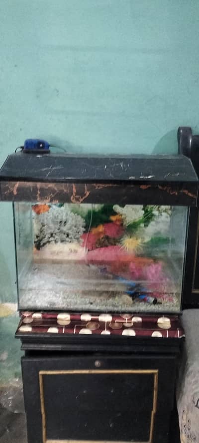 Fish Aquarium