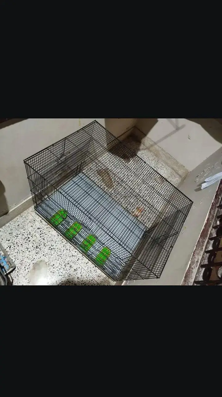 Green Parrot Cage — photo 3