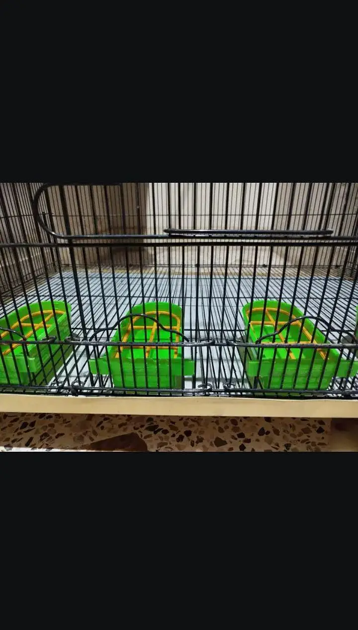 Green Parrot Cage — photo 4