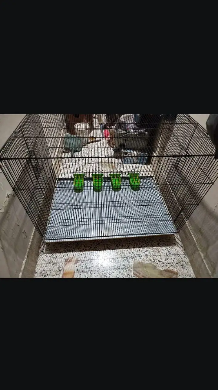 Green Parrot Cage — photo 6