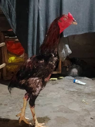 pakistani
