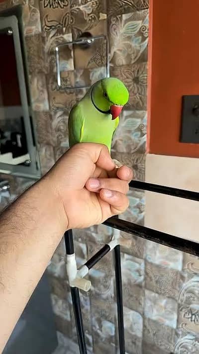 cute talking parrot vip alfaz wala with cage