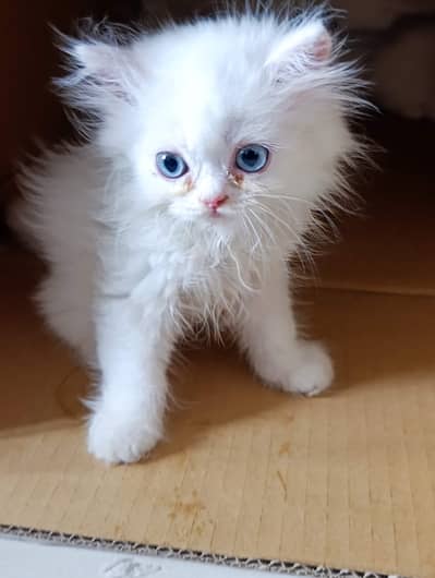 Persian kittens triple coat for sale