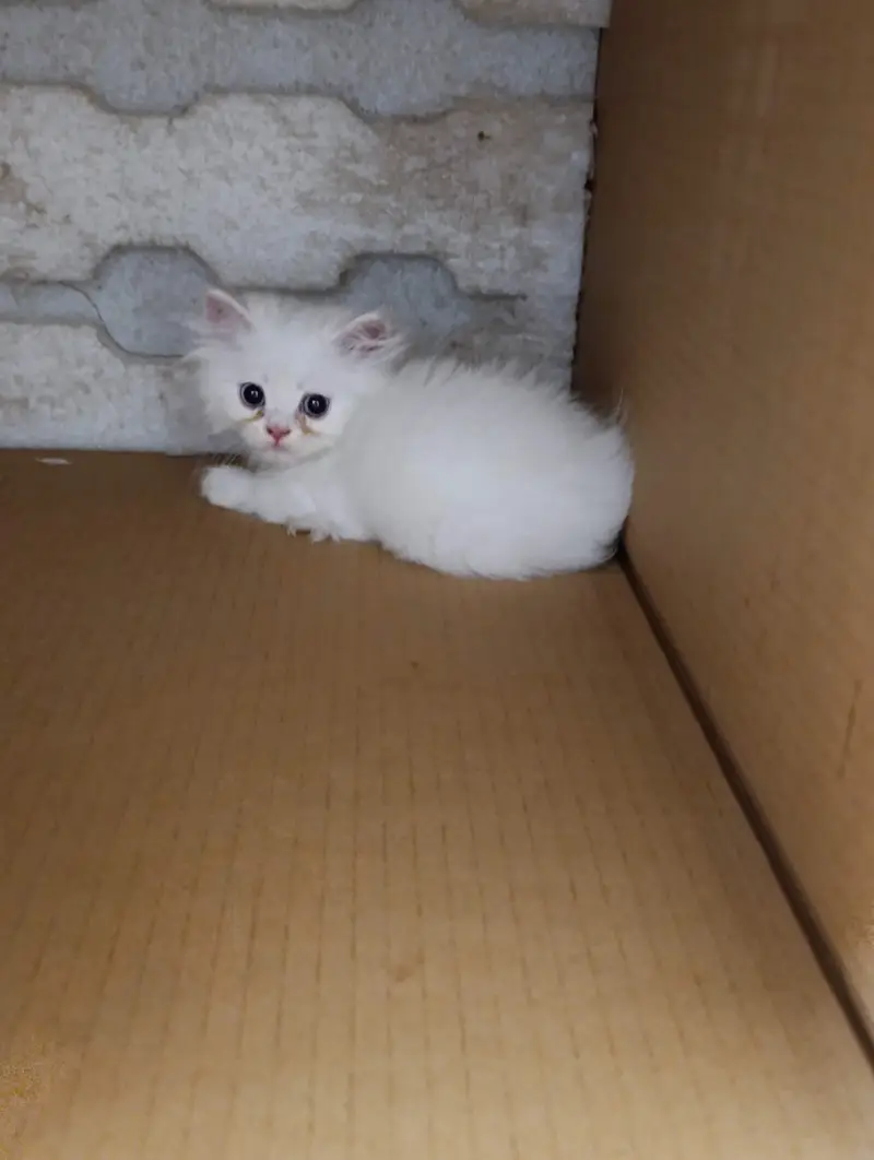 Persian kittens triple coat for sale — photo 2