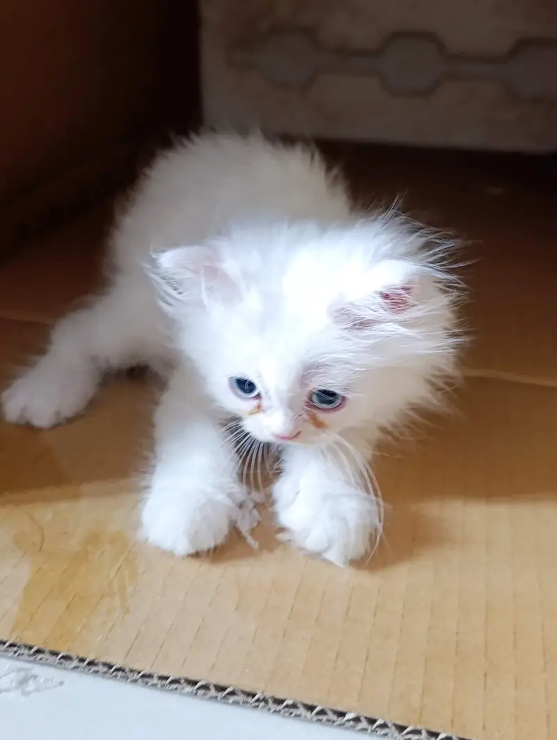 Persian kittens triple coat for sale — photo 3
