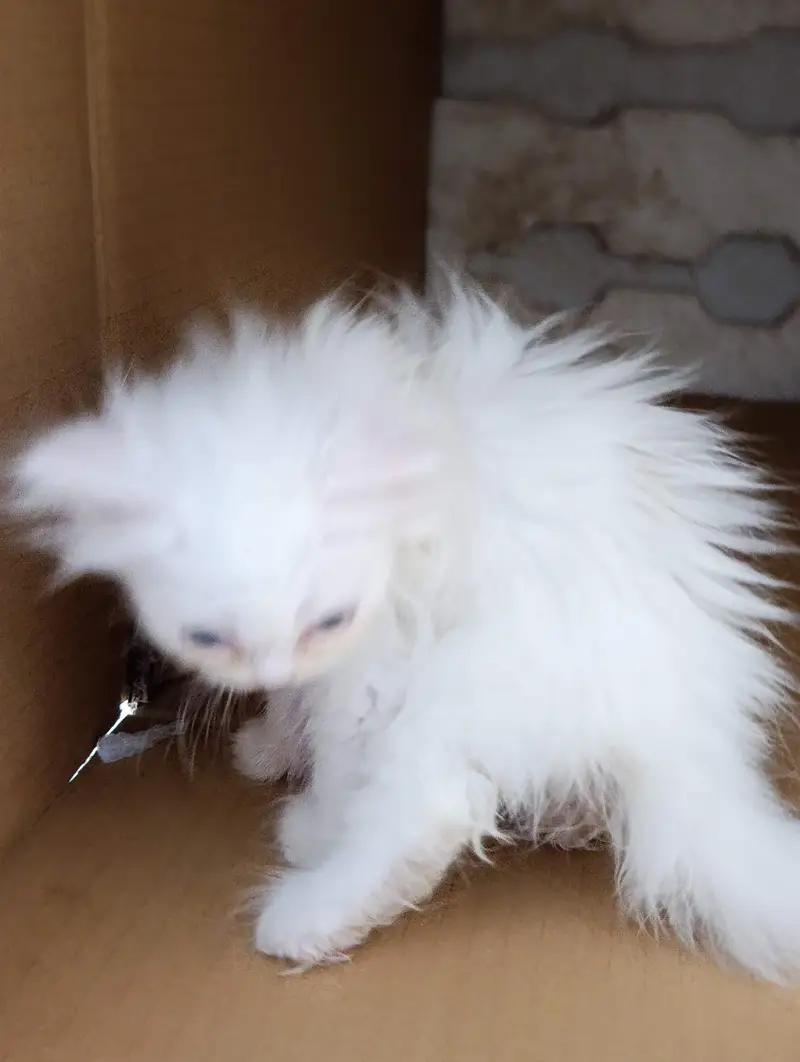 Persian kittens triple coat for sale — photo 4