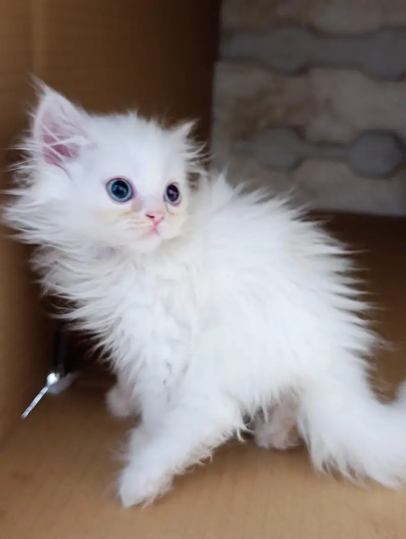 Persian kittens triple coat for sale — photo 5