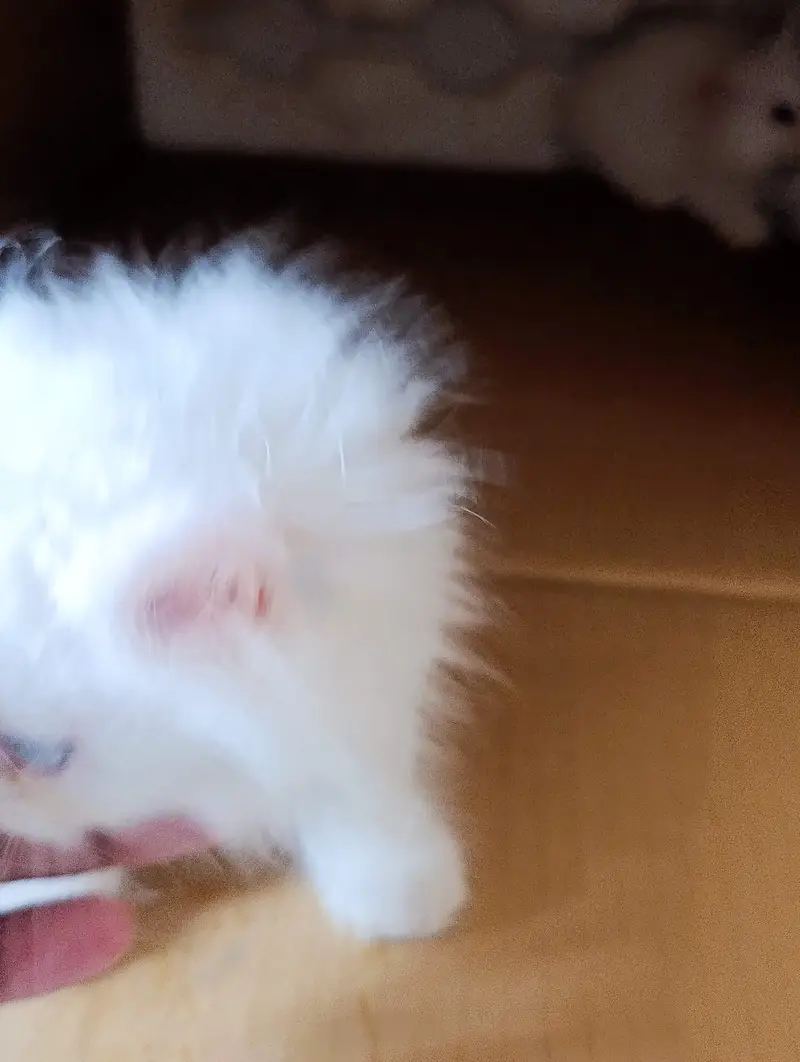 Persian kittens triple coat for sale — photo 6