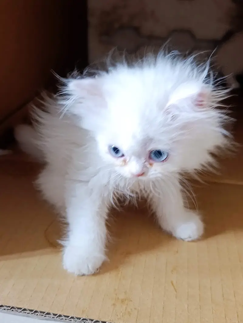 Persian kittens triple coat for sale — photo 7