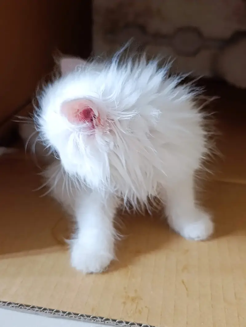 Persian kittens triple coat for sale — photo 8