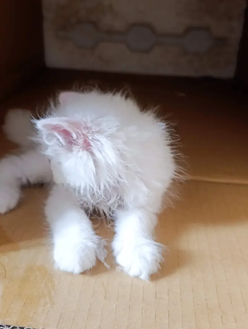 Persian kittens triple coat for sale — photo 9