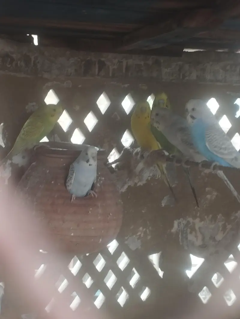 Australian Budgie Parrots — photo 2