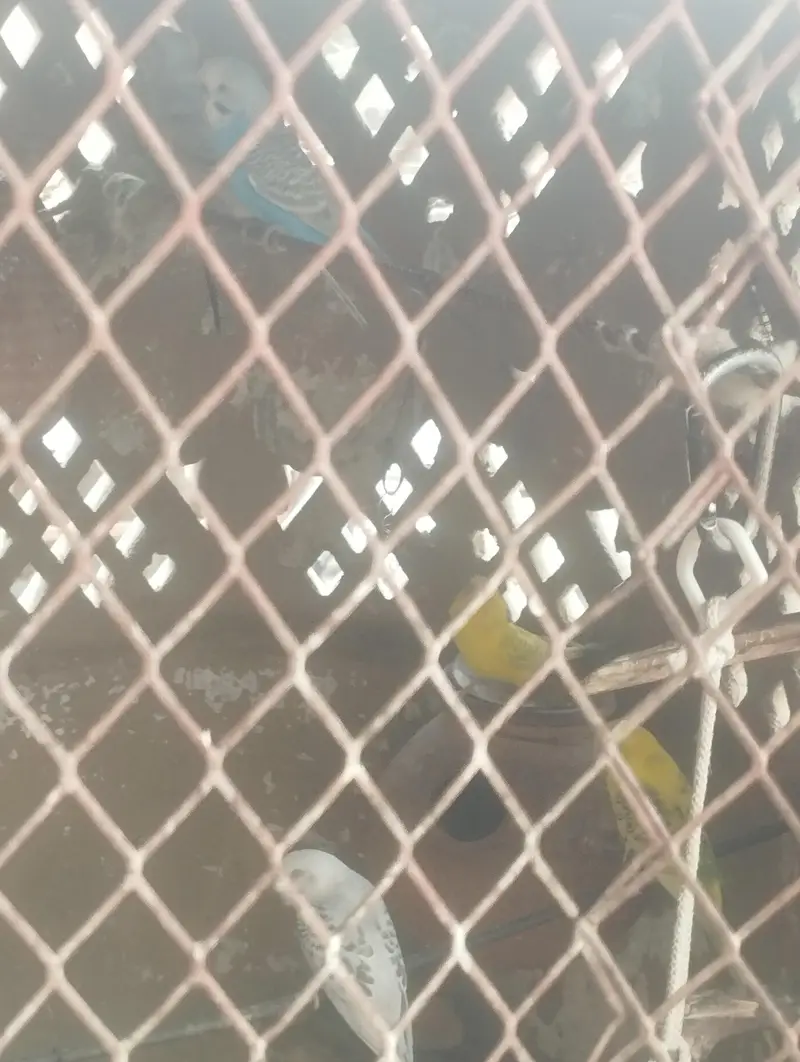 Australian Budgie Parrots — photo 3