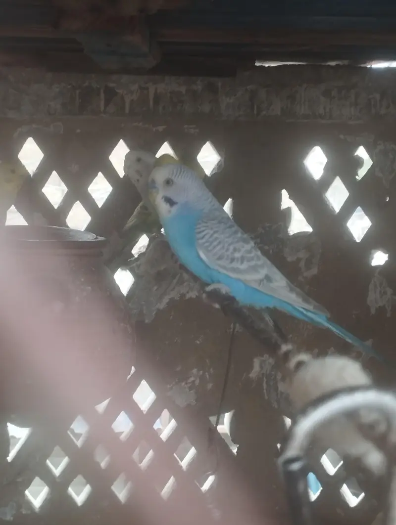 Australian Budgie Parrots — photo 4