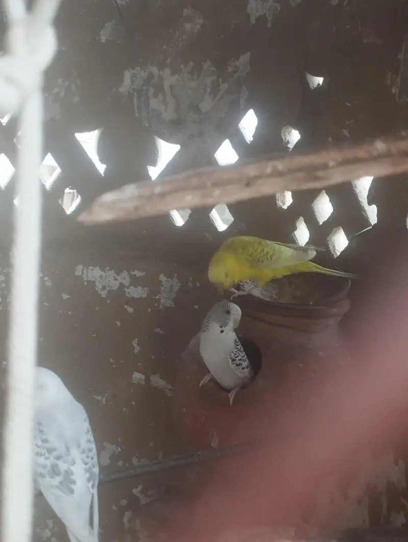 Australian Budgie Parrots — photo 5