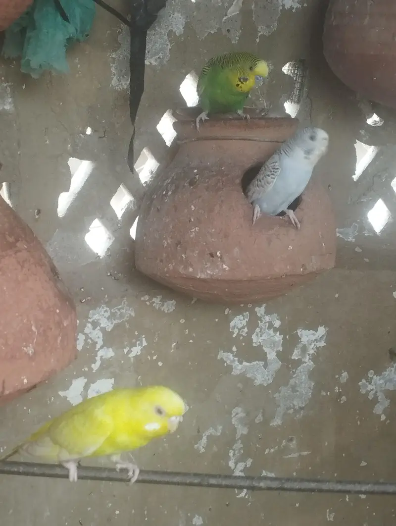 Australian Budgie Parrots — photo 6