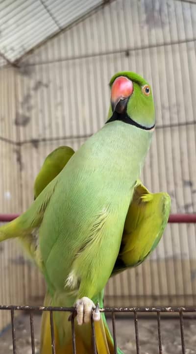 FACE TO FACE TALKING PARROT FOR SALE