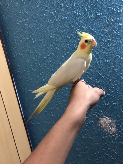 Tame lutino cocktail