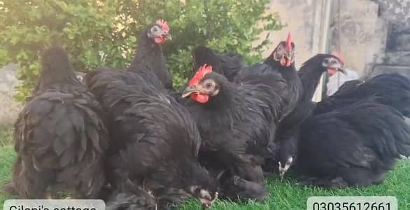black bantam