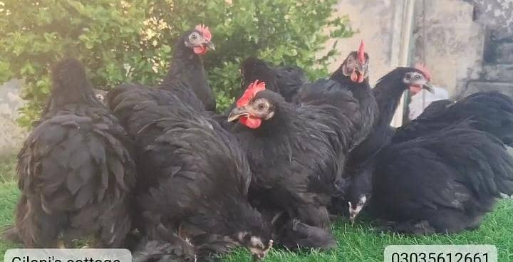 black bantam 0