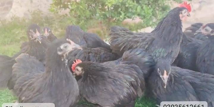 black bantam 1
