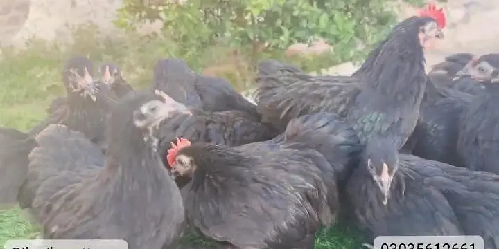 black bantam — photo 2