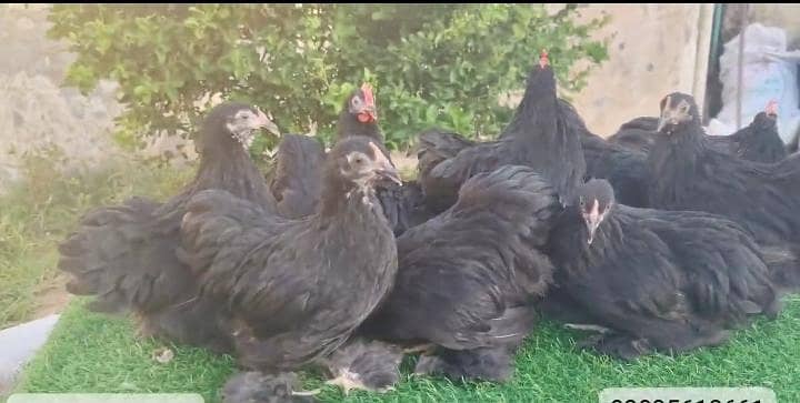 black bantam 2